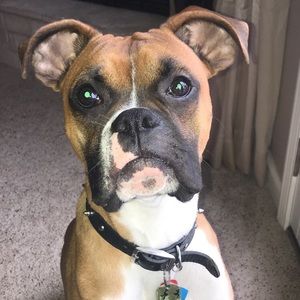 Meet your Posher, Morgan